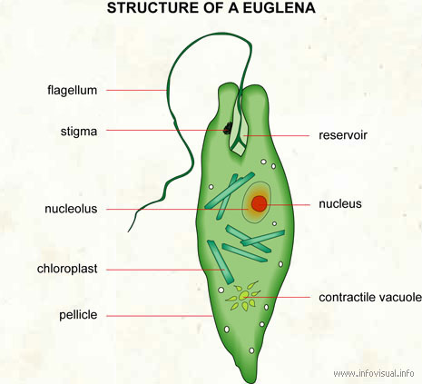 Euglena viridis PRAKTIKUM PLANKTONOLOGI FPIK UNPAD 2019